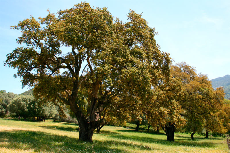 Alcornoque
