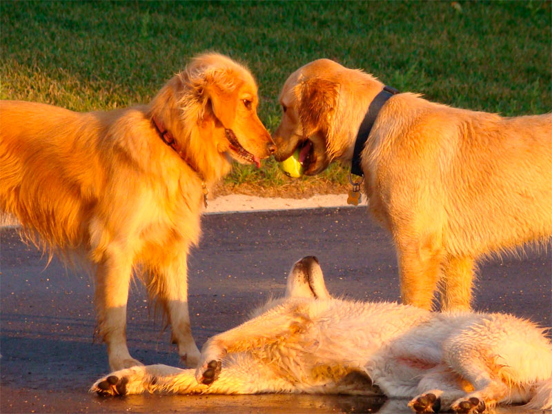 Perros