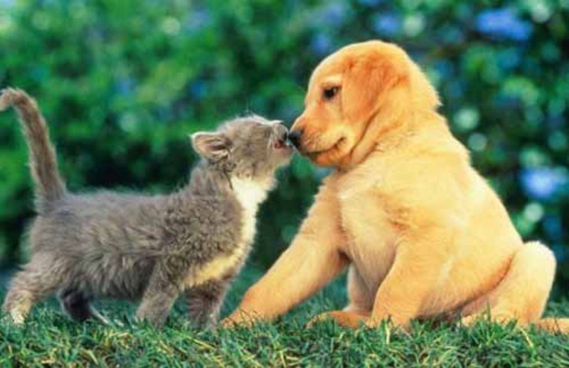 Los perros y los gatos deben someterse a la campaña antirrábica